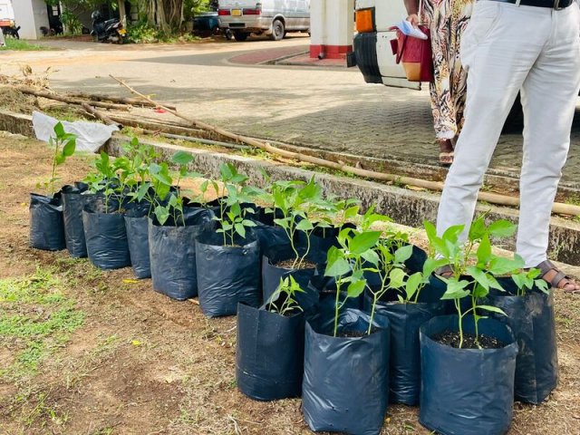 Home Gardening at Vavuniya District Secretariat-25.08.2022